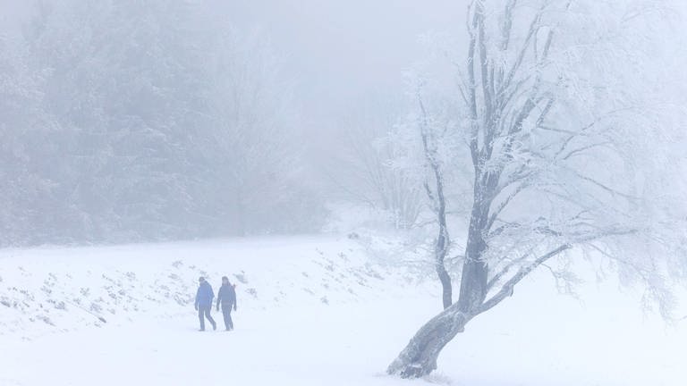 Mit Schnee und Frost bedeckte Bäume Menschen gehen im Nebel an einem windschiefen Baum auf dem Schauinsland im Schwarzwald vorbei.