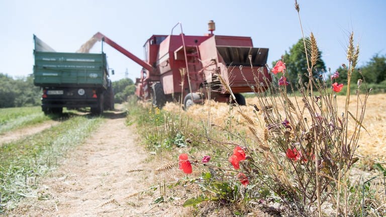 Ein Busch mit Feldblumen steht vor einem Mähdrescher, der seine Ernte in einen Traktoranhänger leert. (Foto: dpa Bildfunk, picture alliance/dpa | Sebastian Gollnow)