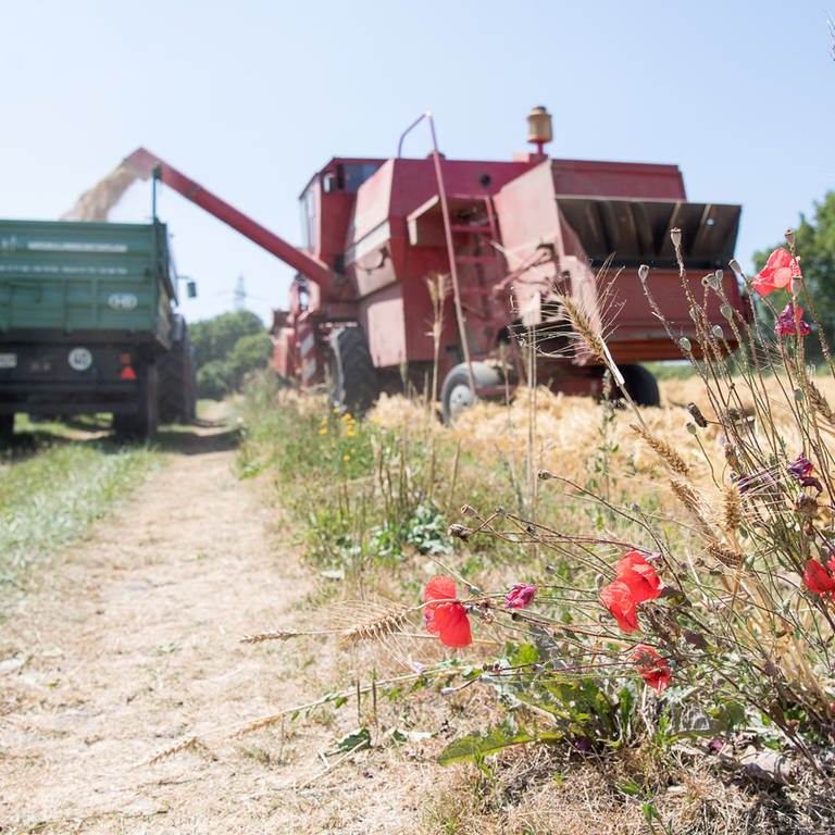 Ein Busch mit Feldblumen steht vor einem Mähdrescher, der seine Ernte in einen Traktoranhänger leert.
