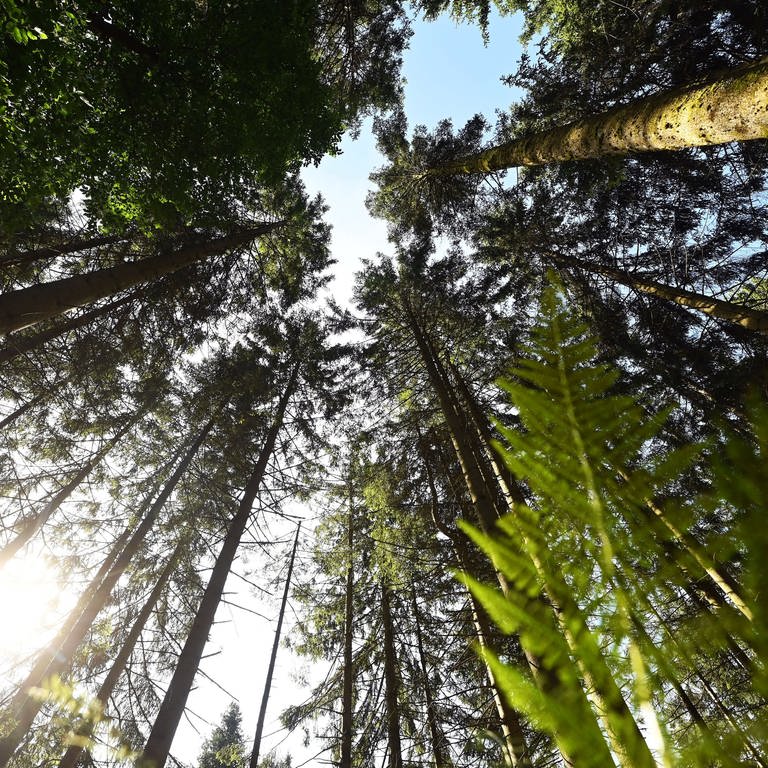 Durch Bäume im Nationalpark Schwarzwald scheint die Sonne. (Foto: dpa Bildfunk, picture alliance/dpa | Uli Deck)