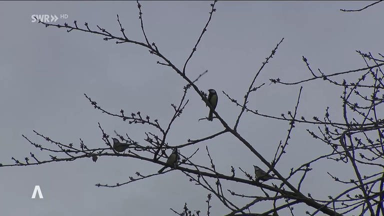 Vögel sitzen auf Äste vom Baum