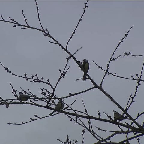 Vögel sitzen auf Äste vom Baum