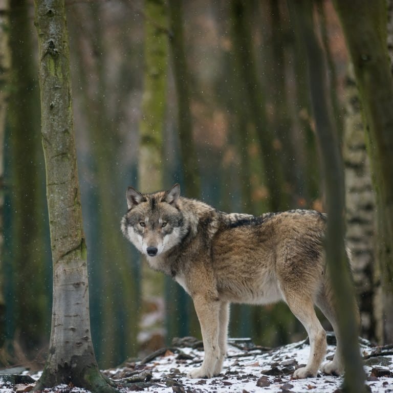 Symbolbild: Ein Wolf steht im Tierpark Hexentanzplatz in seinem Freigehege.