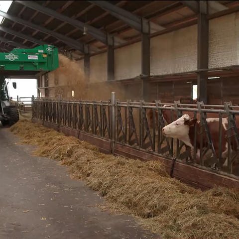 Kühe im Stall werden gefüttert (Foto: SWR)