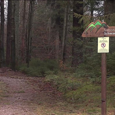 Nationalpark-Swarzwald-Schild an einem Waldweg