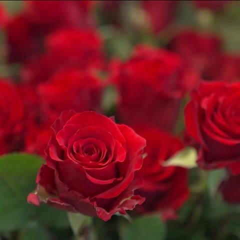 rote Rosen in Nahaufnahme (Foto: SWR)