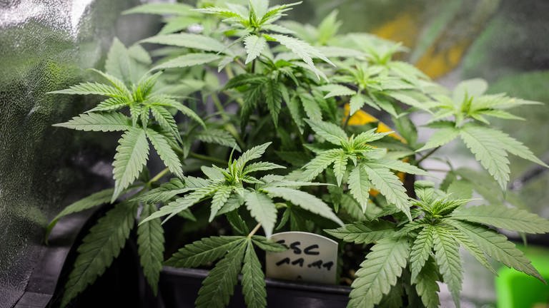 Cannabispflanzen (Mutterpflanzen) der Sorte GSC (Girl Scout Cookies) stehen in einem Aufzuchtszelt unter künstlicher Beleuchtung in einem Privatraum. (Foto: dpa Bildfunk, picture alliance/dpa | Christian Charisius)