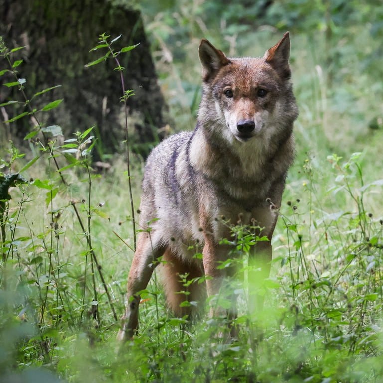 Eine ausgewachsener weiblicher Wolf steht in seinem Gehege im Tierpark.