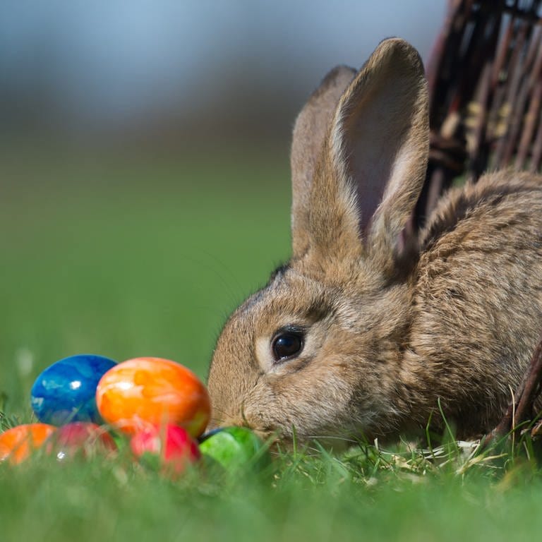Ein Kaninchen und bunte Ostereier auf einer Wiese