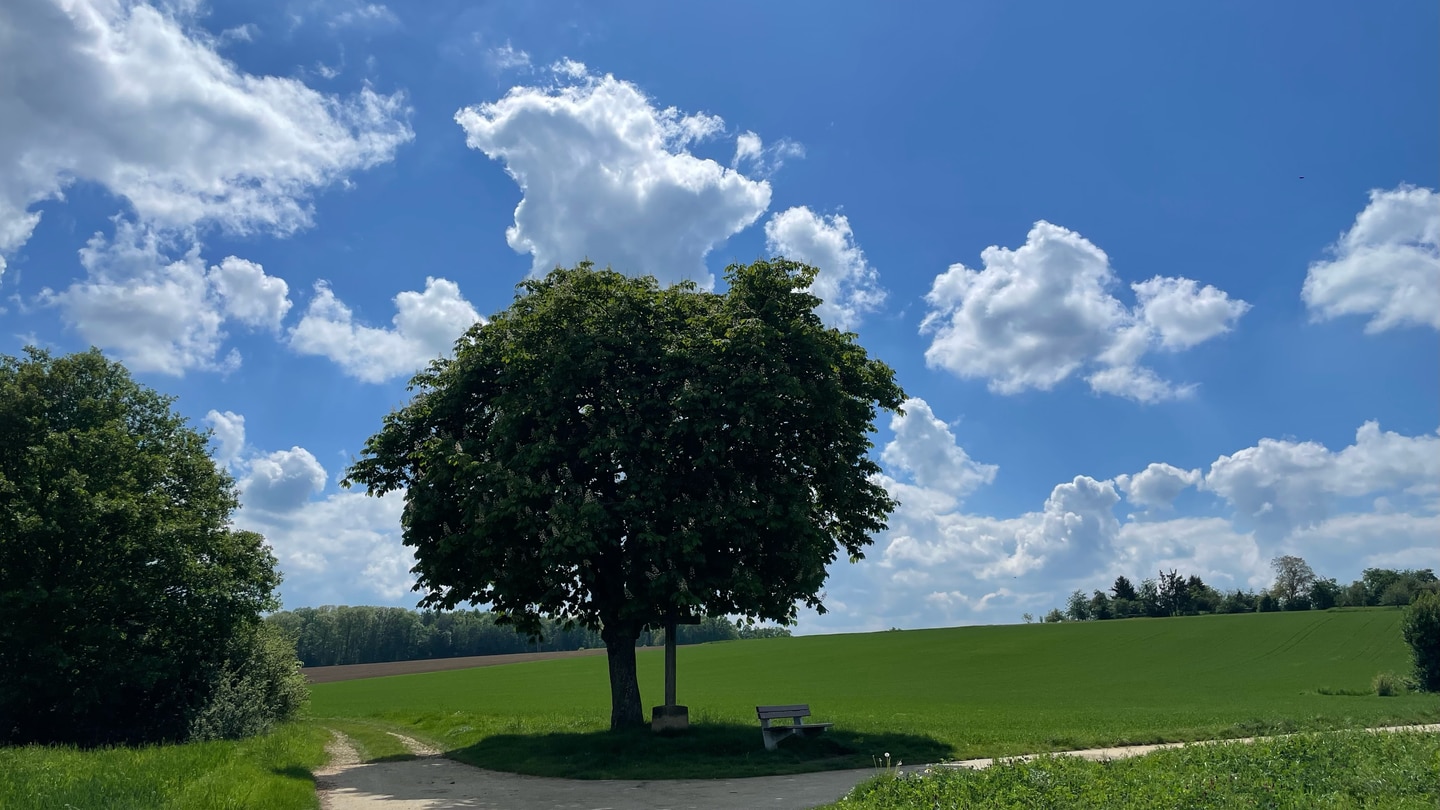 Ein Baum auf einem Spazierweg in Wernau (Foto: SWR)