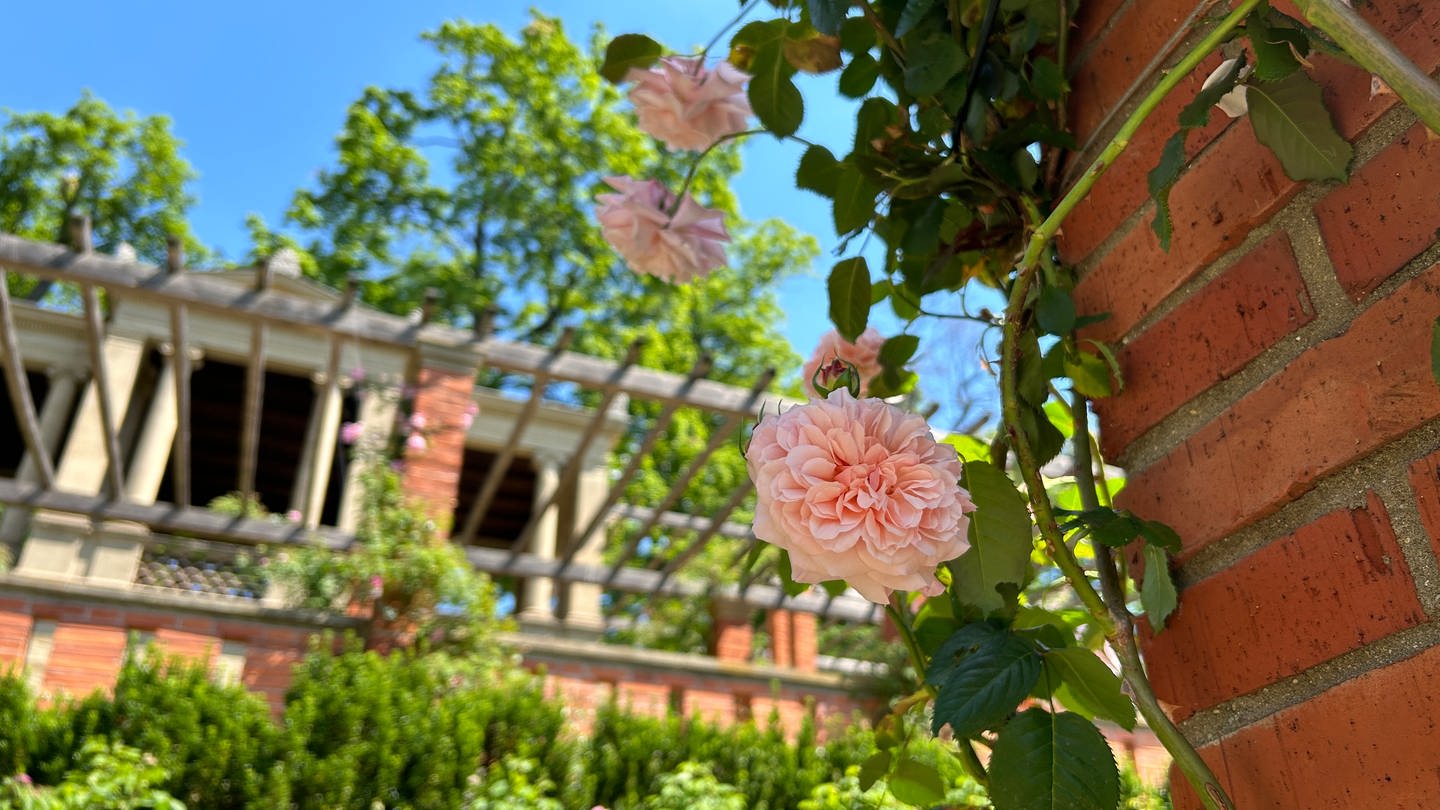 Rose im Rosengarten Villa Berg (Foto: SWR, Jana Prochazka)