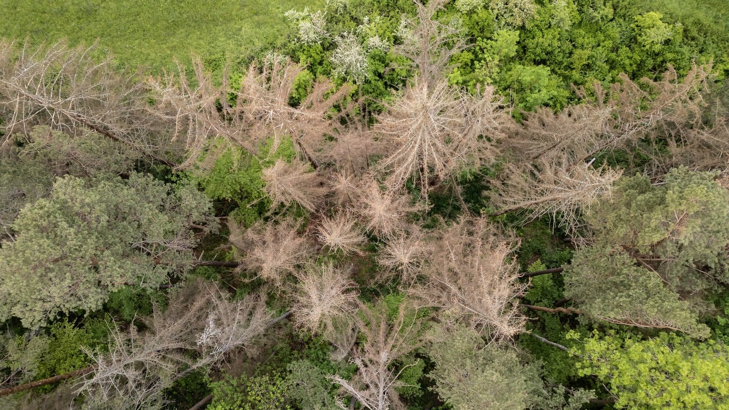 Nadel- und Laubbäume stehen in einem Waldstück bei Rottweil. Die Bäume in Deutschland leiden unter den Folgen der Klimakrise. (Foto: dpa Bildfunk, picture alliance/dpa | Silas Stein)