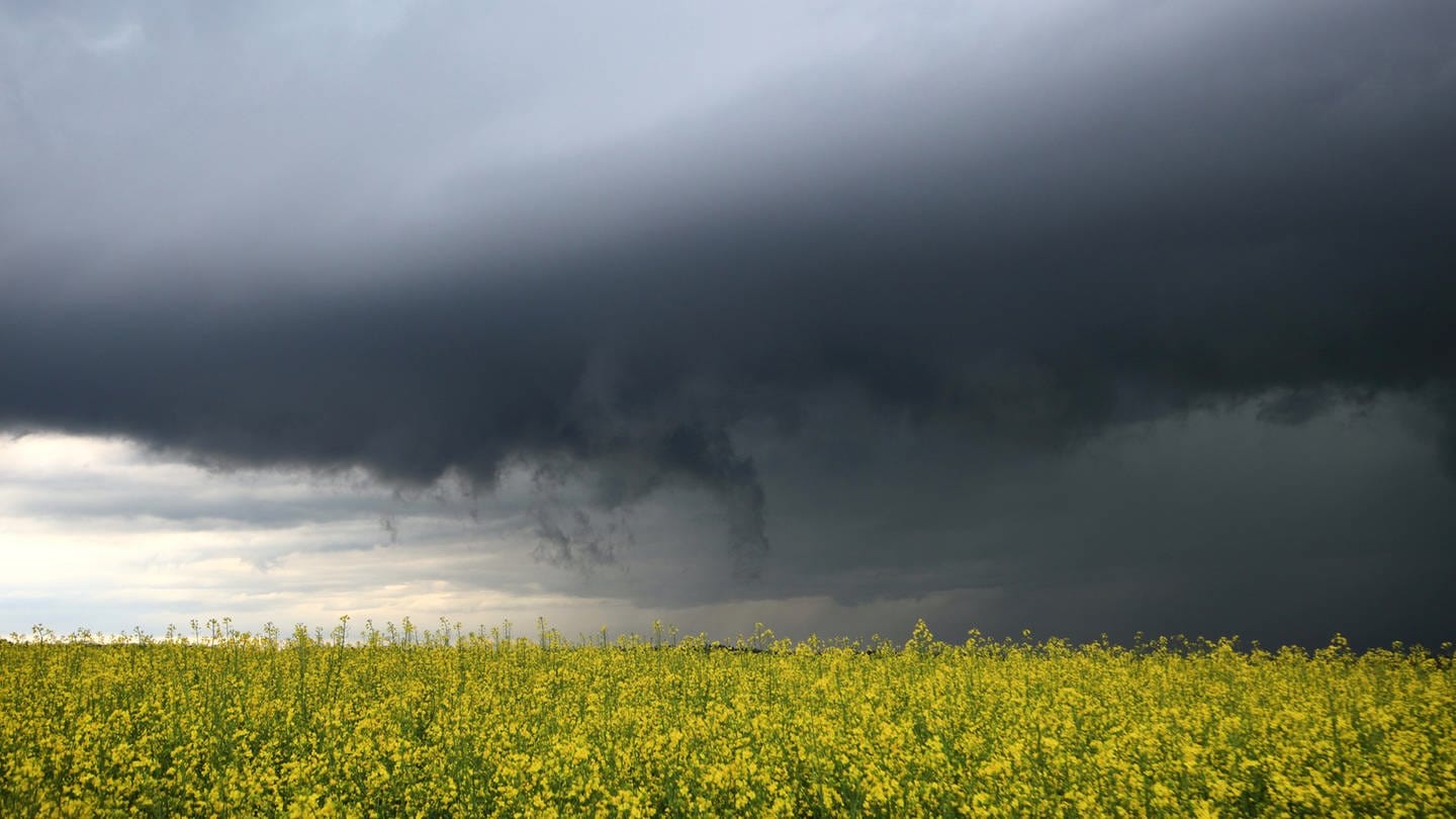 Dunkle Gewitterwolken ziehen hinter einem Rapsfeld auf. (Foto: dpa Bildfunk, picture alliance/dpa | Alexander Wolf)