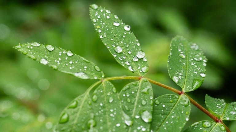 Regentropfen sammeln sich auf Blättern einer Eberesche