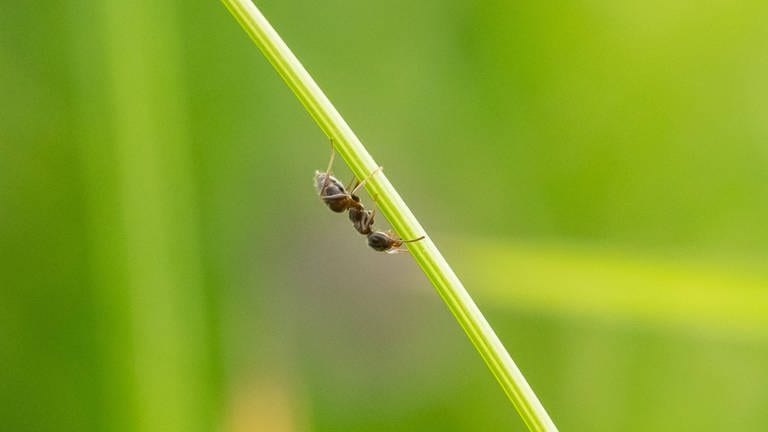 Eine Ameise hält sich an einem Halm in einer Wiese fest.