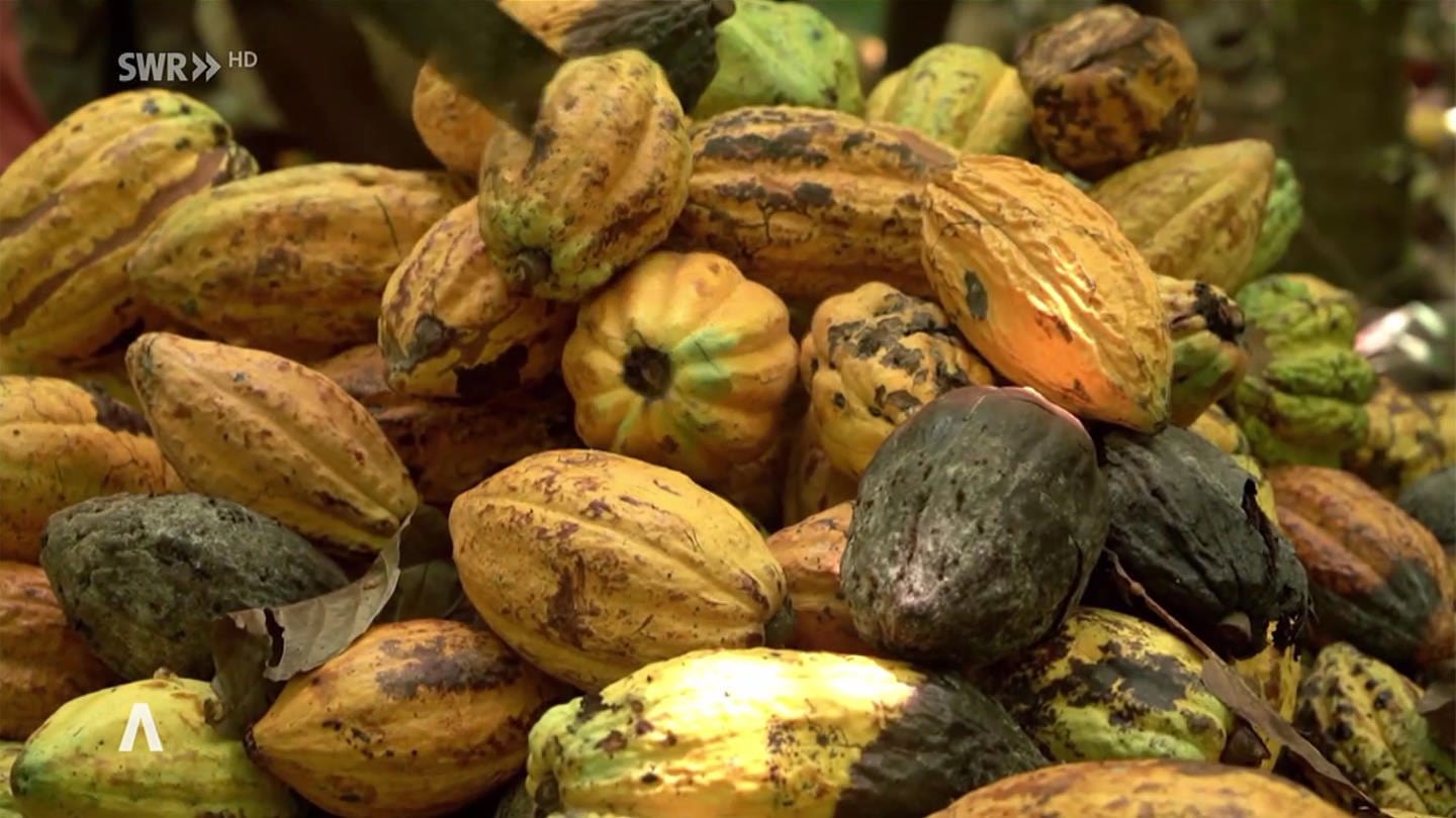 Kakaofrüchte (Foto: SWR, Schweizer Fernsehen)