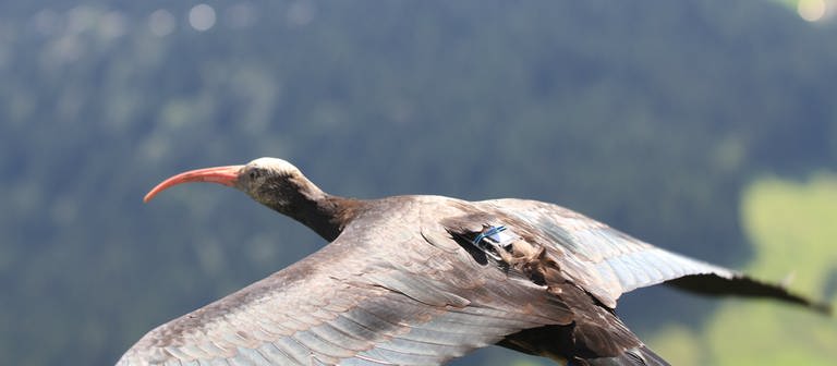 Bilder von dem Waldrappteam bei ihrem Projekt zum Schutz der Waldrappe (Foto: Pressestelle, Waldrappteam / LIFE Northern Bald Ibis)