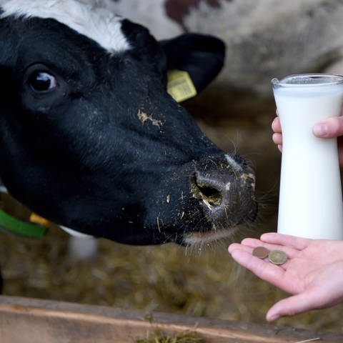 Eine Hand hält eine Karaffe Milch, auf einer zweiten Hand liegen einige Münzen, daneben blickt eine Kuh in die Kamera (Foto: SWR, Carsten Rehder)