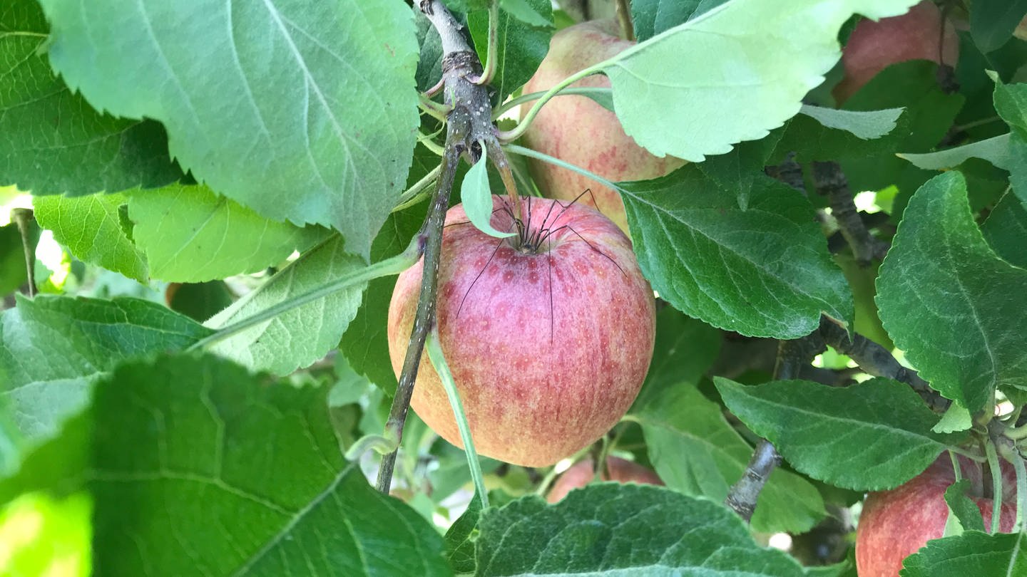 Zu Gast im Kompetenzzentrum Obstbau Bavendorf - Apfel mit Spinne