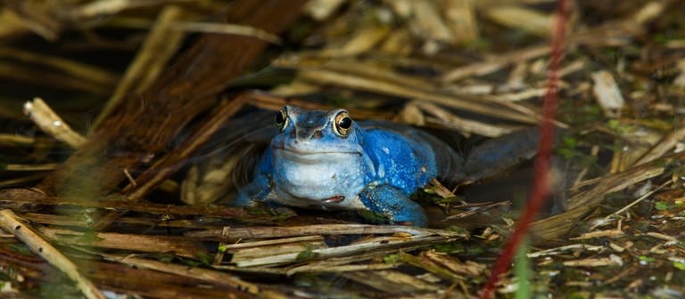 Ein blauer Moorfrosch sitzt in einem Teich (Foto: dpa Bildfunk, picture alliance/dpa/dpa-Zentralbild | Jens Büttner (Archivbild))
