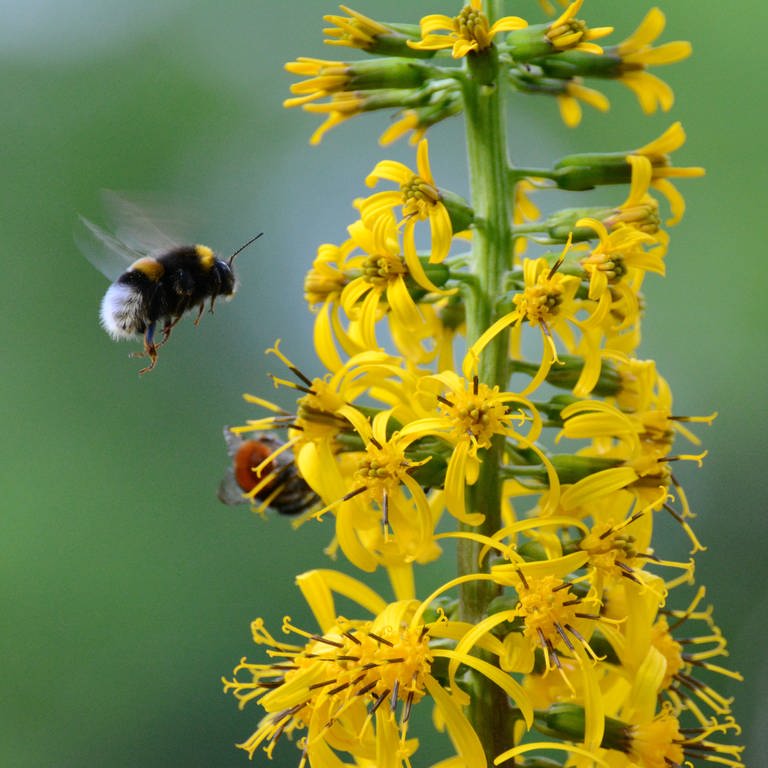 Der BUND möchte Friedhöfe so gestalten, dass sie ideale Lebensbedingungen vor allem für Wildbienen und Schmetterlinge bieten. (Foto: Pressestelle, BUND)