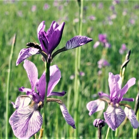 Sagenhafter Ort: Eriskircher Ried zur Irisblüte (Foto: SWR)