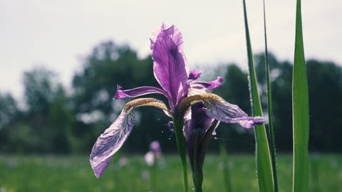 Irisblüte im Eriskircher Ried (Foto: SWR)