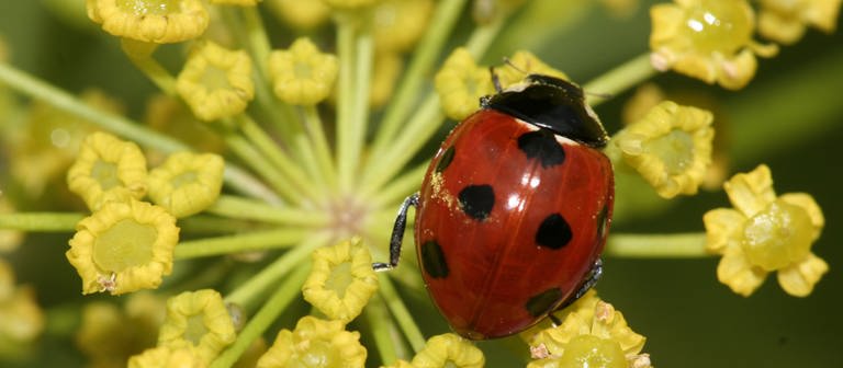 Bilder vom Naturschutzbund NABU zum Insektensommer (Foto: Pressestelle, Nabu / Helge May)