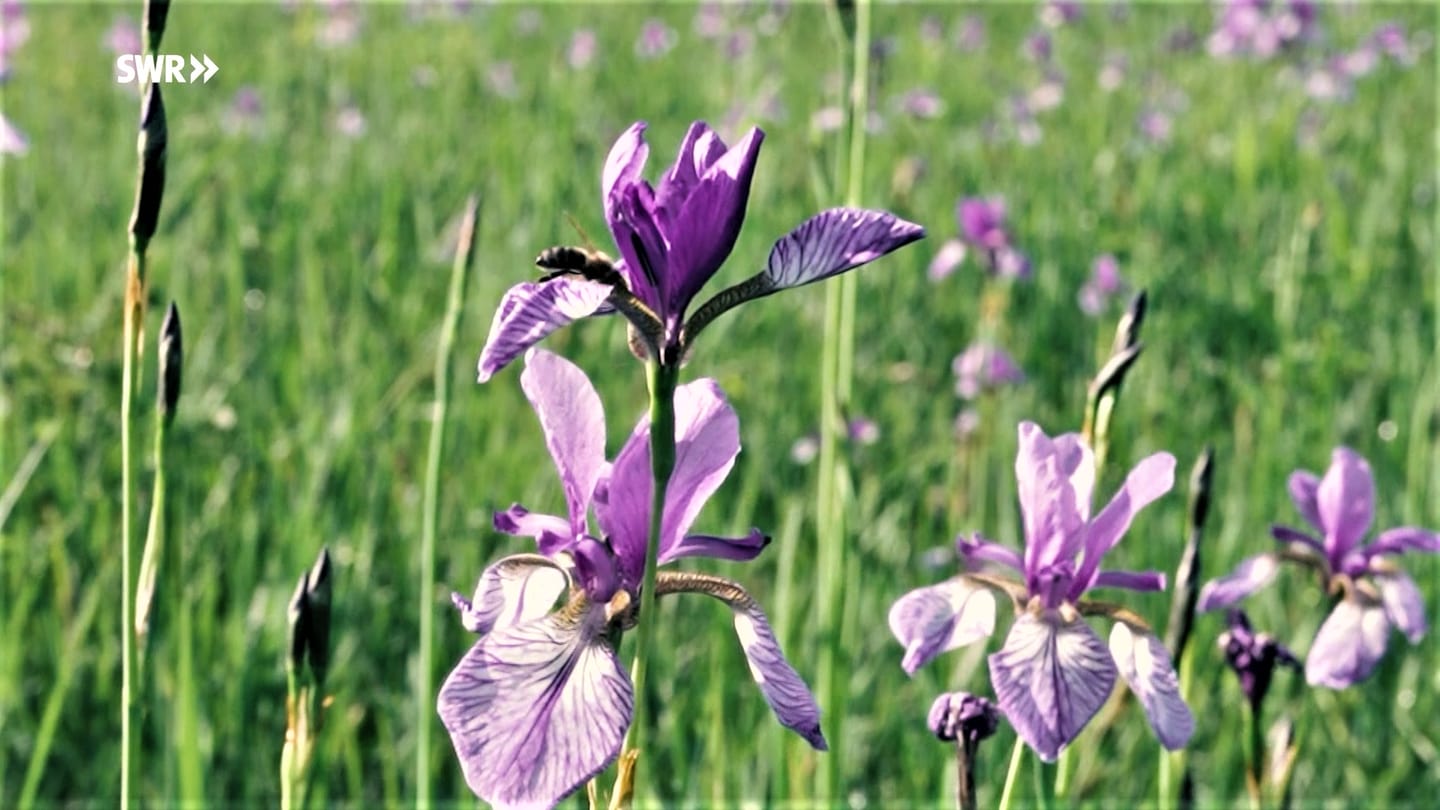 Sagenhafter Ort: Eriskircher Ried zur Irisblüte