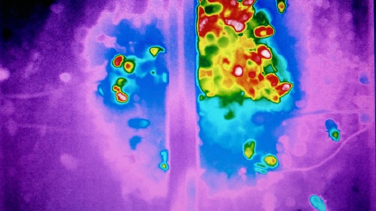 Wärmebild der geteilten Hummelkolonie: links mit Glyphosat, rechts unbehandelt. (Foto: Pressestelle, Anja Weidenmüller)