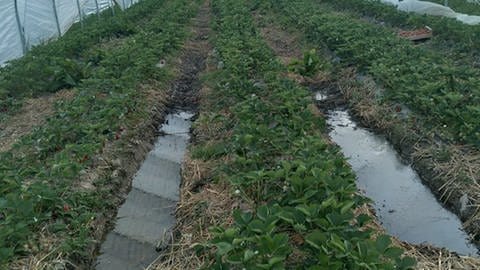 Grüne Erdbeerpflanzen sind auf einem Feld unter einer Plastikplane zu sehen. Im Hintergrund pflücken Erntehelfer die Früchte. (Foto: SWR, Philipp Raillon)