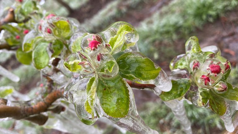 Obstbauern am Bodensee schützen ihre Blüten vor dem Frost. (Foto: SWR, Theresia Blömer)