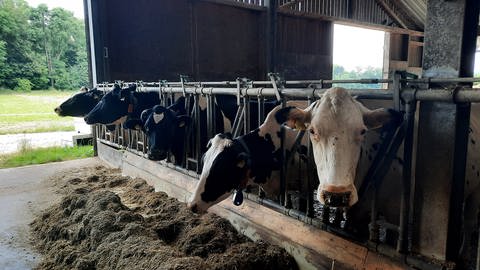 Kühe im Stall (Foto: SWR, Dirk Polzin)