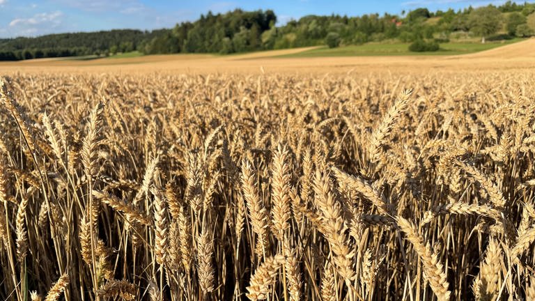Versuchsfelder Weizen und Mais in Pfullendorf (Foto: SWR, Marlene Fuchs)