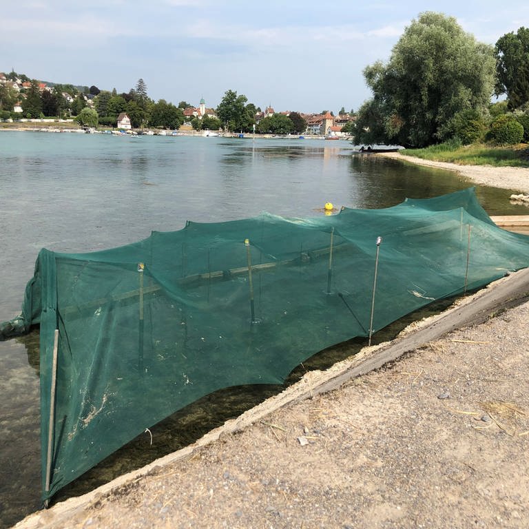 Im Thurgau wurden für Fische Kaltwasserzonen eingerichtet (Foto: SWR, Esther Leuffen)
