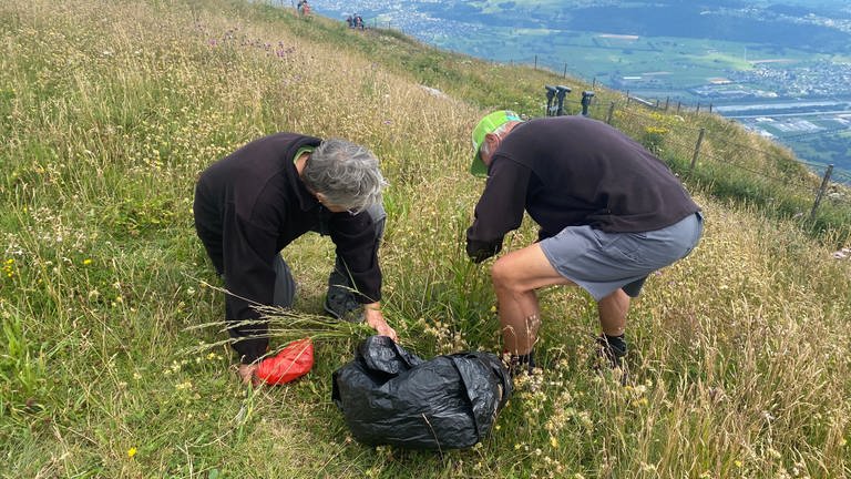 Alpengarten auf dem Hohen Kasten (Foto: SWR, Löschner)