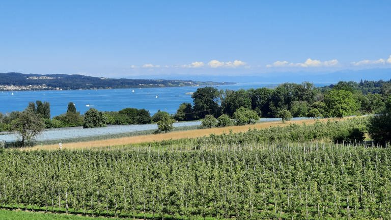 Blick über Konstanzer Obstplantagen auf den Bodensee. (Foto: SWR, Stefanie Baumann)