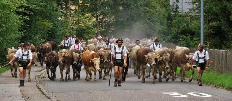 Der Viehscheid in Immenstadt im Allgäu 2021 (Foto: dpa Bildfunk, picture alliance/dpa/Lisa Willert)
