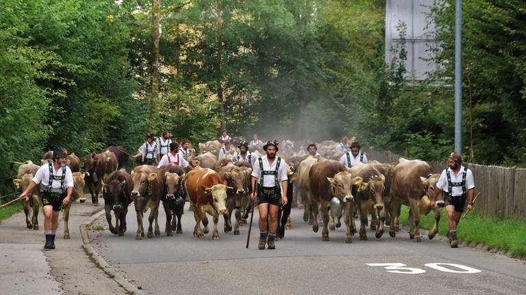 Der Viehscheid in Immenstadt im Allgäu 2021 (Foto: dpa Bildfunk, picture alliance/dpa/Lisa Willert)