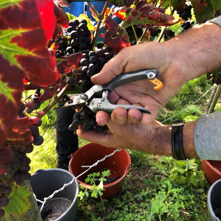 Mit zwei Händen werden Weinbeeren von Reben abgeschnitten (Foto: SWR, Martin Hattenberger)