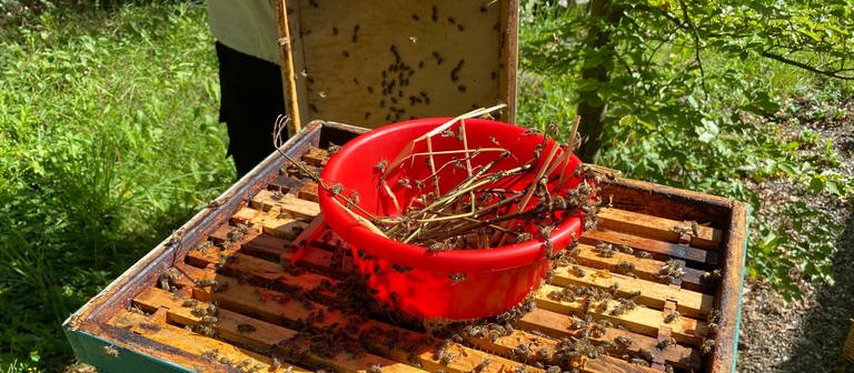 Bienen und Honigernte in Pfullendorf (Foto: SWR, Weiss)