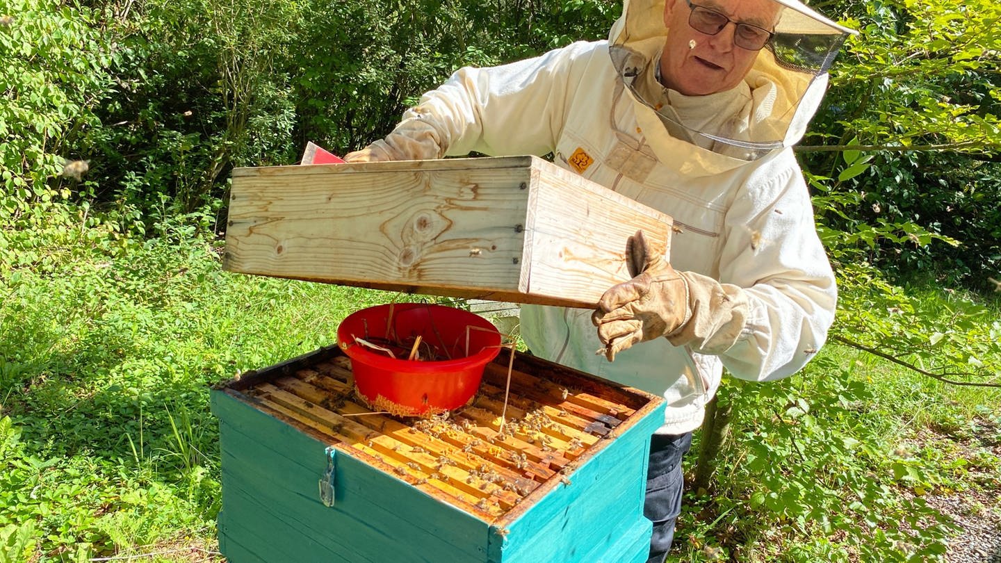 Bienen und Honigernte in Pfullendorf
