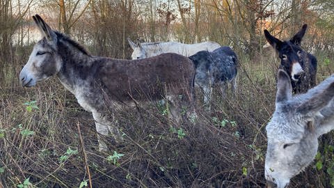 Landschaftspflege: Esel am Südsee in Laupheim (Foto: Pressestelle, Stadt Laupheim)