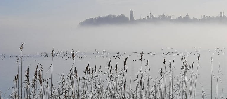 Nebel über dem Bodensee bei der Mainau, im Hintergrund die Konstanzer Jugendherberge (Foto: SWR, Stefanie Baumann)