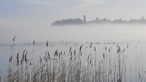Nebel über dem Bodensee bei der Mainau, im Hintergrund die Konstanzer Jugendherberge (Foto: SWR, Stefanie Baumann)
