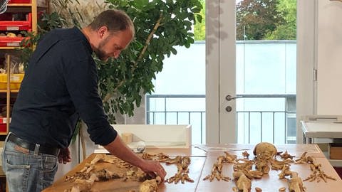 Der Anthropologe Michael Francken bei der Analyse der Skelettreste von in Allensbach hingerichteten Personen (Foto: Pressestelle, Landratsamt Konstanz, Jürgen Hald)
