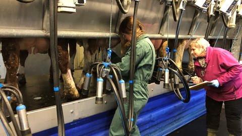 Kühe melken unter Jury-Beaufsichtigung beim Landesmelkwettbewerb (Foto: SWR, Martin Hattenberger)