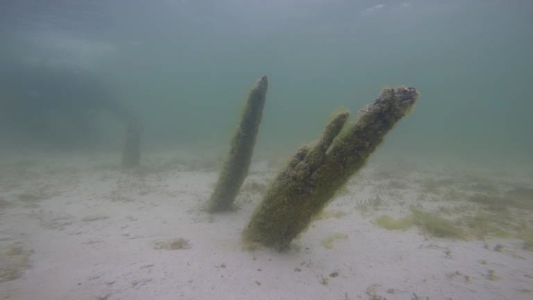 Vor der Insel Reichenau wurden drei jahrhunderte alte Pfahlreihen entdeckt.  (Foto: Pressestelle, Landesamts für Denkmalpflege)
