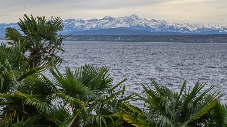 Palmen bei Meersburg, im Hintergrund der See und die schneebedeckten Berge. (Foto: dpa Bildfunk, picture alliance/dpa/Bernd Weißbrod)