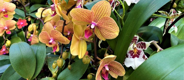 Orchideen im Palmenhaus (Foto: SWR, Esther Leuffen)